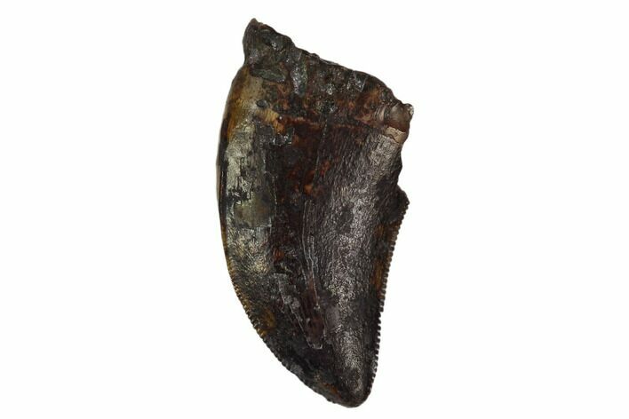 Serrated, Juvenile Tyrannosaur Tooth - Montana #129808